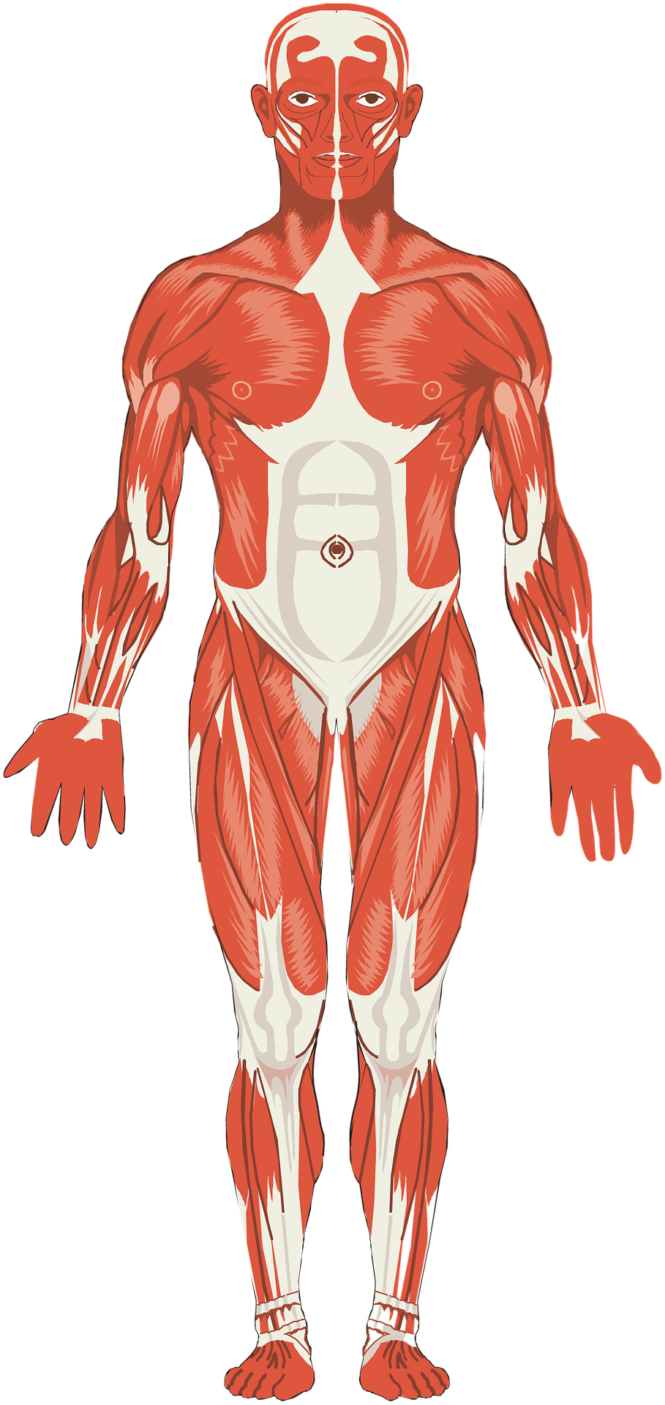 Physical Examination of Muscles in Systemic Disease